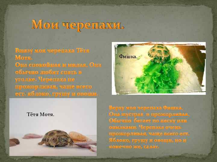 Мои черепахи. Внизу моя черепаха Тётя Мотя. Она спокойная и милая. Она обычно любит