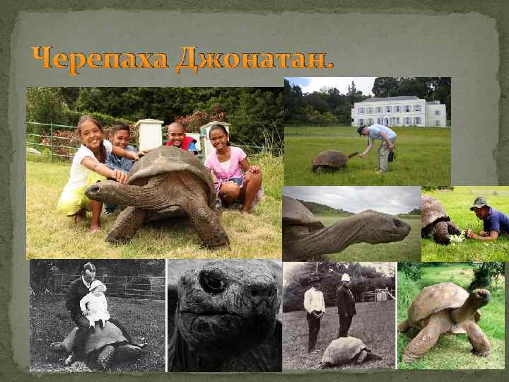 Черепаха Джонатан. 