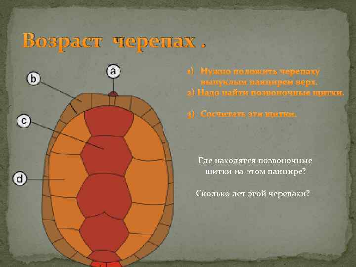 Возраст черепах. 1) Нужно положить черепаху выпуклым панцирем верх. 2) Надо найти позвоночные щитки.