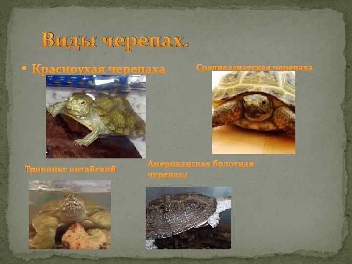 Виды черепах. Красноухая черепаха Трионикс китайский Среднеазиатская черепаха Американская болотная черепаха 