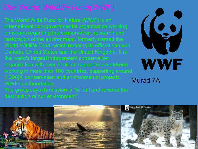 The world wildlife fund is. Всемирный фонд дикой природы WWF. Фонд дикой природы в России. WWF презентация. Всемирный фонд дикой природы презентация.