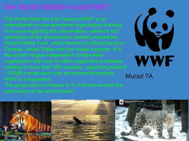 The world wildlife fund is