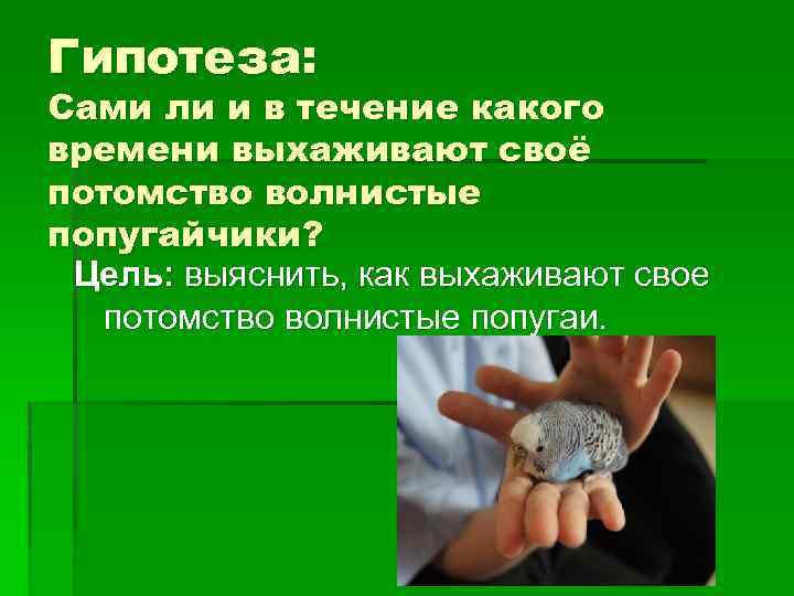 Гипотеза: Cами ли и в течение какого времени выхаживают своё потомство волнистые попугайчики? Цель: