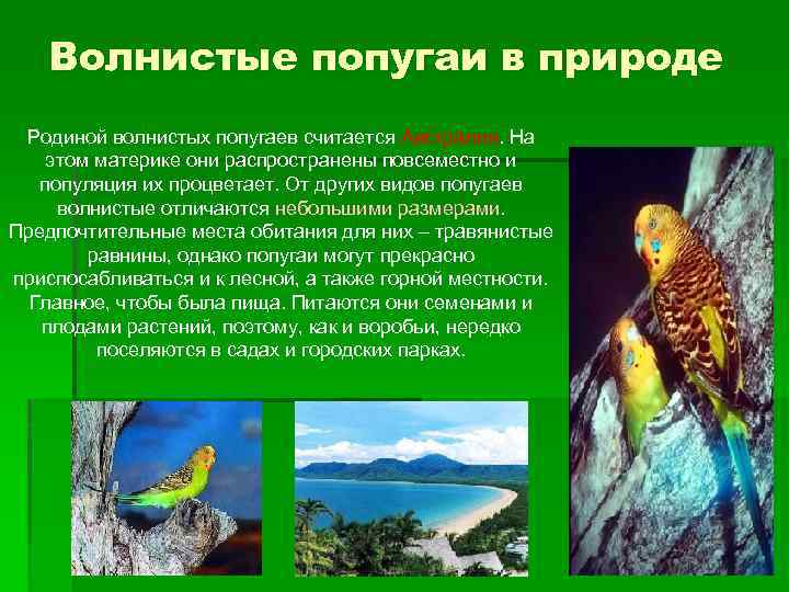 Волнистые попугаи в природе Родиной волнистых попугаев считается Австралия. На этом материке они распространены