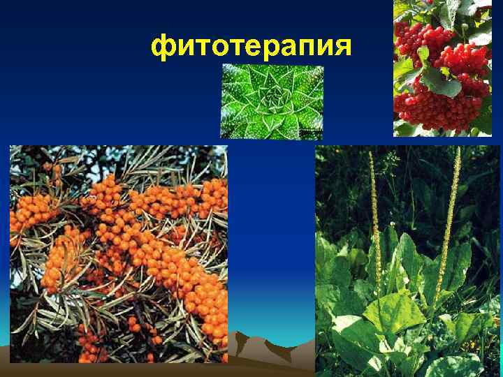 фитотерапия 