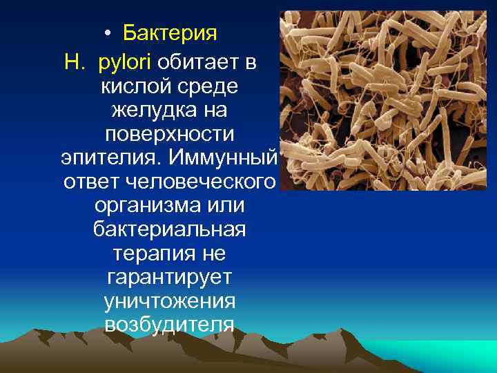  • Бактерия H. pylori обитает в кислой среде желудка на поверхности эпителия. Иммунный