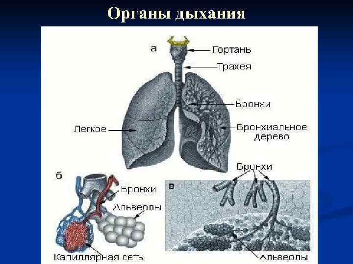 Органы дыхания 
