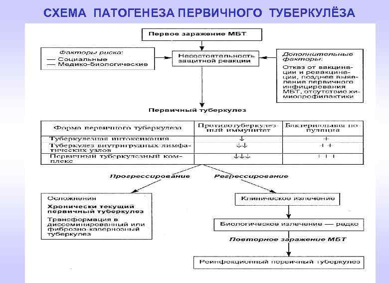 СХЕМА ПАТОГЕНЕЗА ПЕРВИЧНОГО ТУБЕРКУЛЁЗА 