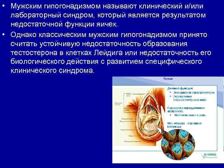  • Мужским гипогонадизмом называют клинический и/или лабораторный синдром, который является результатом недостаточной функции