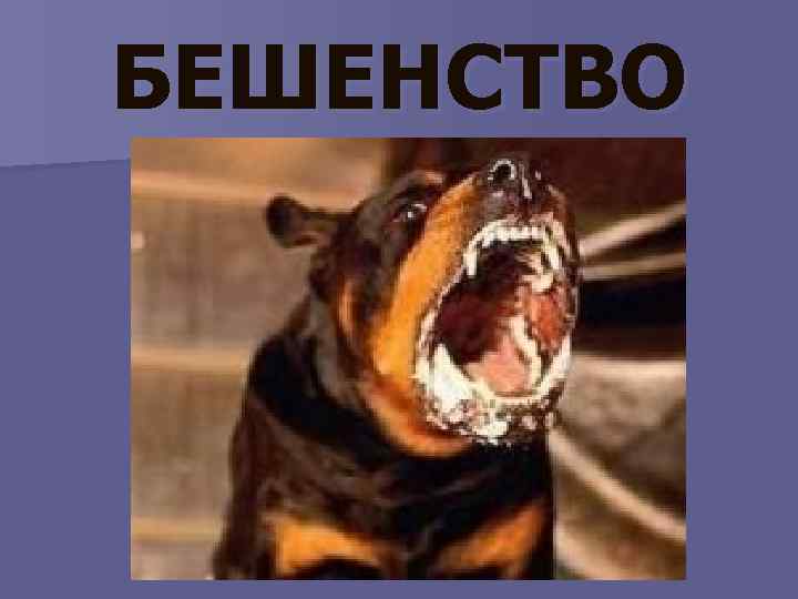 БЕШЕНСТВО 