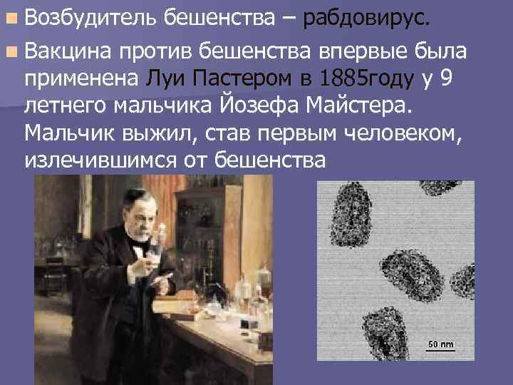 n Возбудитель бешенства – рабдовирус. n Вакцина против бешенства впервые была применена Луи Пастером