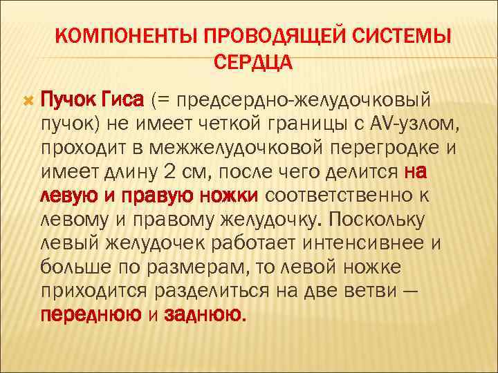 КОМПОНЕНТЫ ПРОВОДЯЩЕЙ СИСТЕМЫ СЕРДЦА Пучок Гиса (= предсердно-желудочковый пучок) не имеет четкой границы с