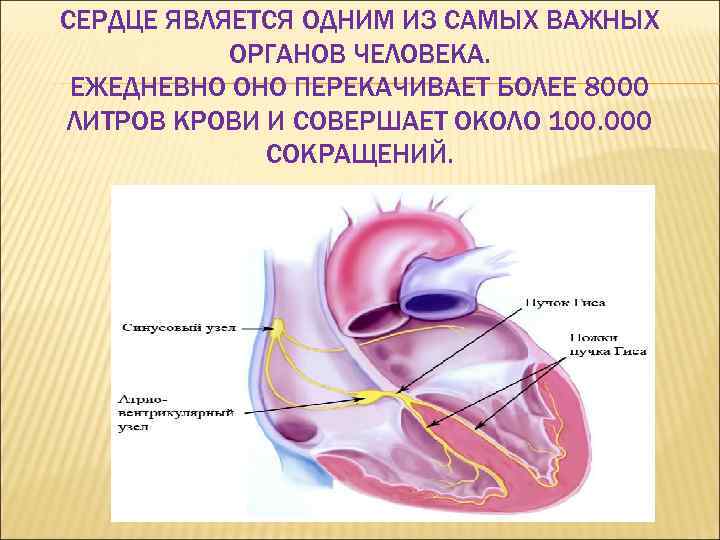 СЕРДЦЕ ЯВЛЯЕТСЯ ОДНИМ ИЗ САМЫХ ВАЖНЫХ ОРГАНОВ ЧЕЛОВЕКА. ЕЖЕДНЕВНО ОНО ПЕРЕКАЧИВАЕТ БОЛЕЕ 8000 ЛИТРОВ