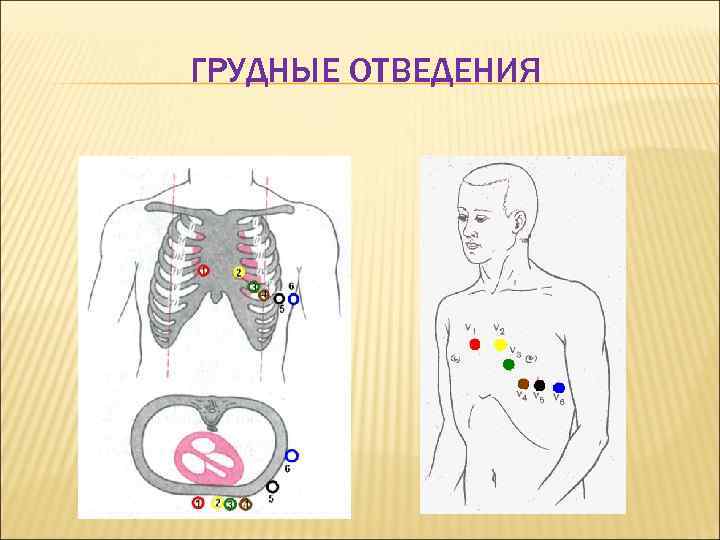 ГРУДНЫЕ ОТВЕДЕНИЯ 