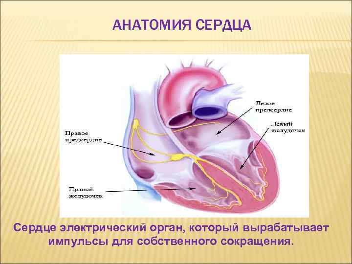 АНАТОМИЯ СЕРДЦА Сердце электрический орган, который вырабатывает импульсы для собственного сокращения. 