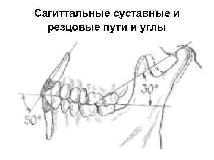 Презентация биомеханика жевательного аппарата