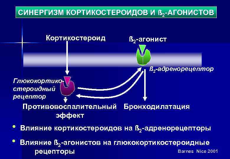 СИНЕРГИЗМ КОРТИКОСТЕРОИДОВ И ß 2 -АГОНИСТОВ Кортикостероид ß 2 -агонист ß 2 -адренорецептор Глюкокортикостероидный