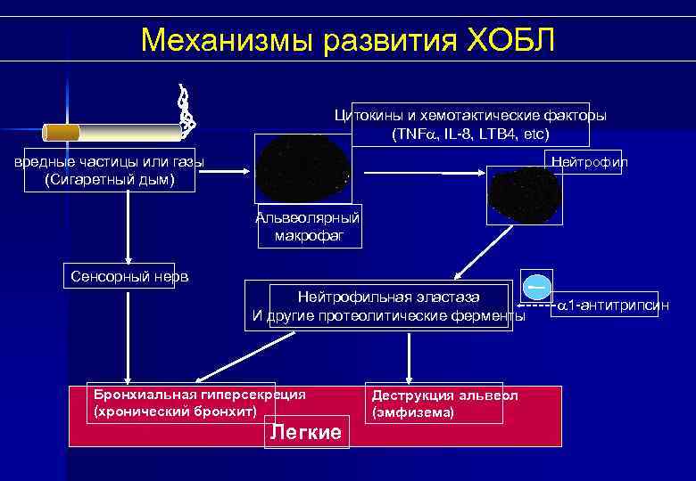 Механизмы развития ХОБЛ Цитокины и хемотактические факторы (TNF , IL-8, LTB 4, etc) вредные