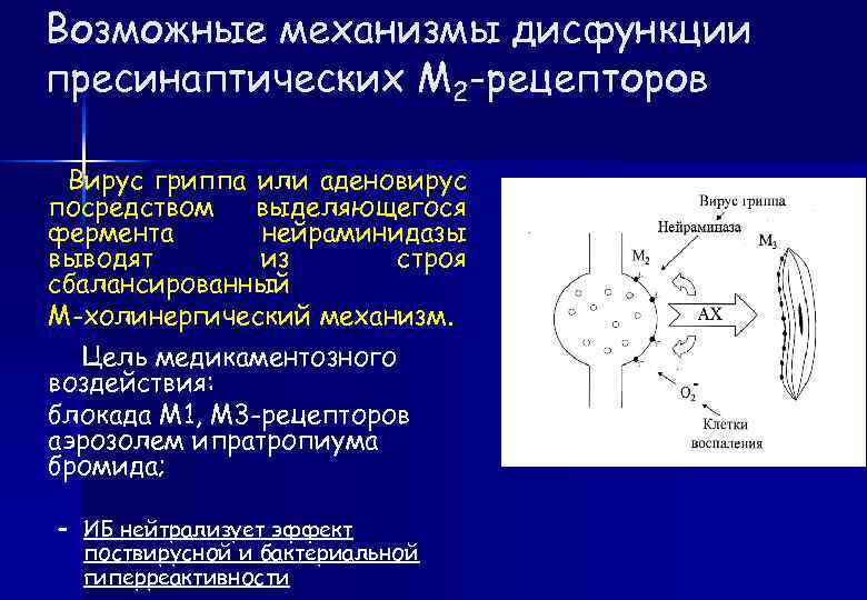 Возможные механизмы дисфункции пресинаптических М 2 -рецепторов Вирус гриппа или аденовирус посредством выделяющегося фермента