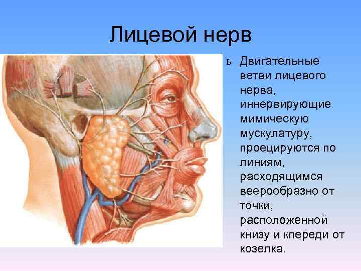 Лицевой нерв ь Двигательные ветви лицевого нерва, иннервирующие мимическую мускулатуру, проецируются по линиям, расходящимся