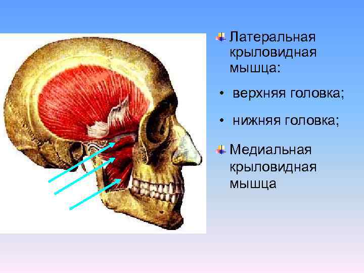 Латеральная крыловидная мышца: • верхняя головка; • нижняя головка; Медиальная крыловидная мышца 