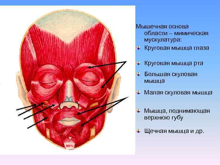 Мышечная основа области – мимическая мускулатура: Круговая мышца глаза Круговая мышца рта Большая скуловая