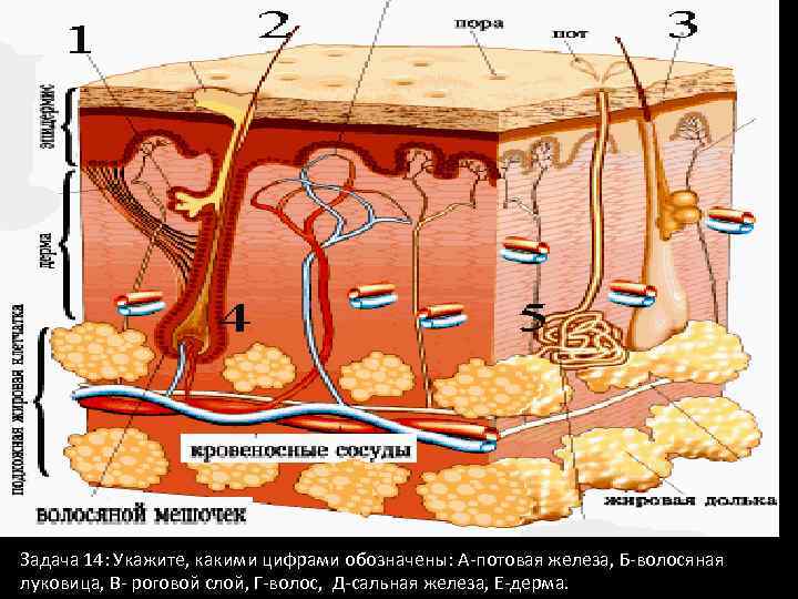 На рисунке потовая железа обозначена цифрой