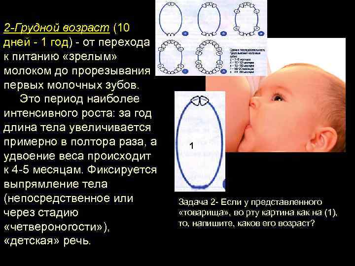 2 -Грудной возраст (10 дней 1 год) от перехода к питанию «зрелым» молоком до