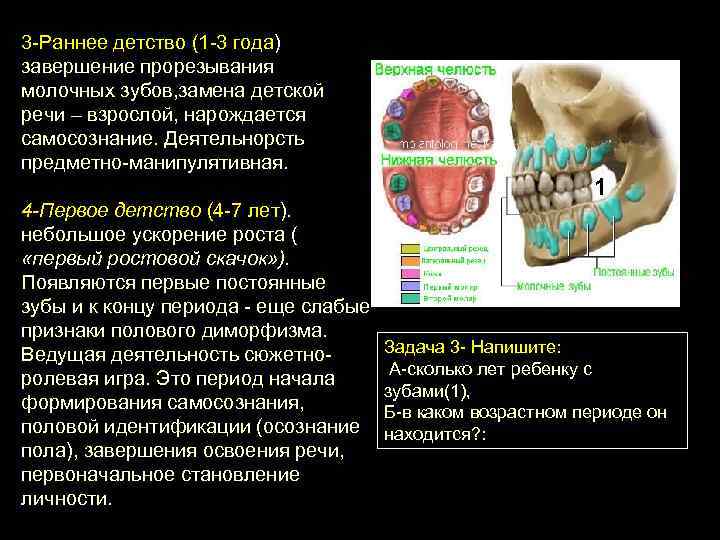 3 Раннее детство (1 3 года) завершение прорезывания молочных зубов, замена детской речи –