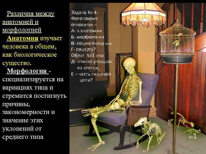 Различия между анатомией и морфологией. Анатомия изучает человека в общем, как биологическое существо. Морфология