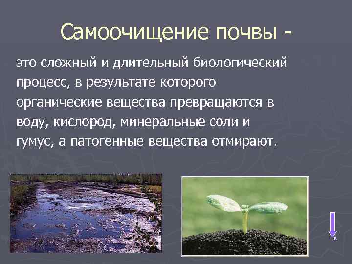 Самоочищение почвы это сложный и длительный биологический процесс, в результате которого органические вещества превращаются