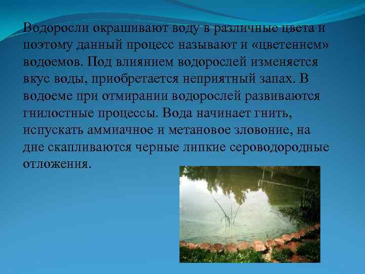 Водоросли окрашивают воду в различные цвета и поэтому данный процесс называют и «цветением» водоемов.