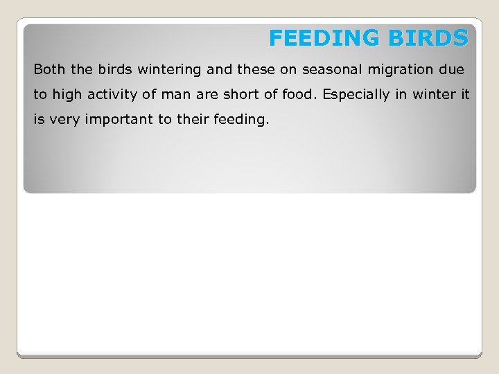 FEEDING BIRDS Both the birds wintering and these on seasonal migration due to high