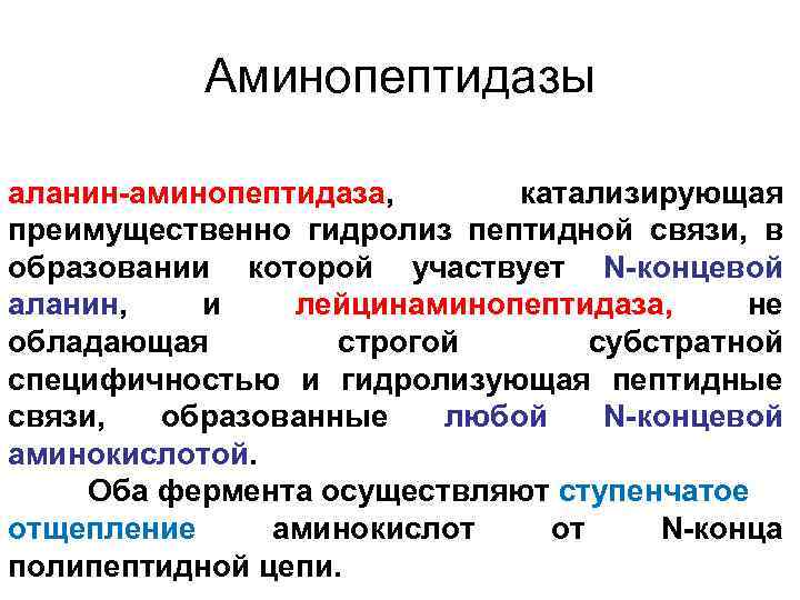 Синтез витаминов расщепление пептидов. Процесс активации аминопептидазы.