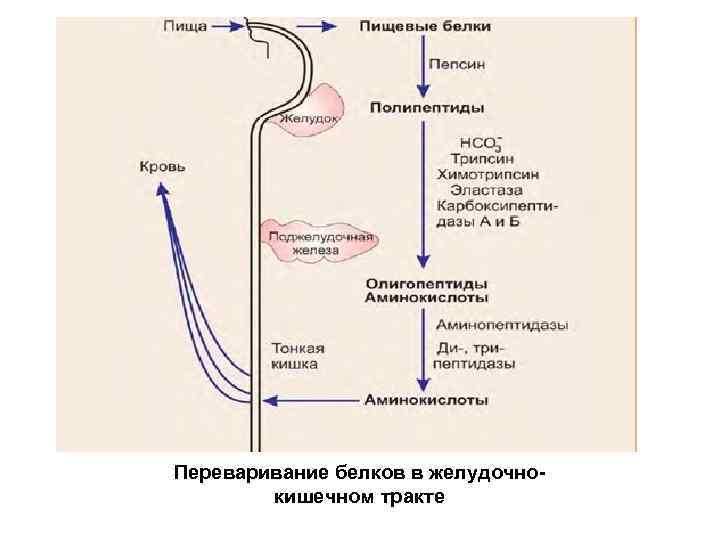 Какой фермент требуется в большом количестве для переваривания изображенного на рисунке продукта