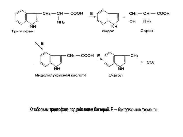 Схема переваривания нуклеопротеинов