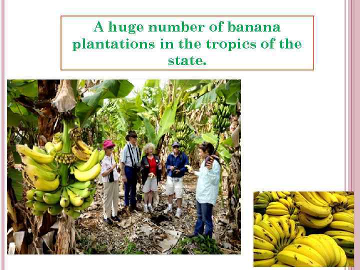 A huge number of banana plantations in the tropics of the state. 