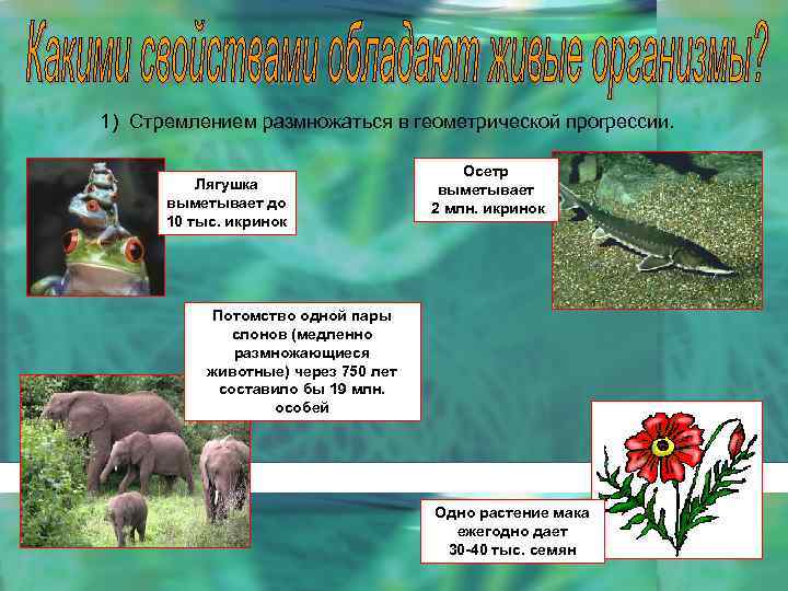 1) Стремлением размножаться в геометрической прогрессии. Лягушка выметывает до 10 тыс. икринок Осетр выметывает
