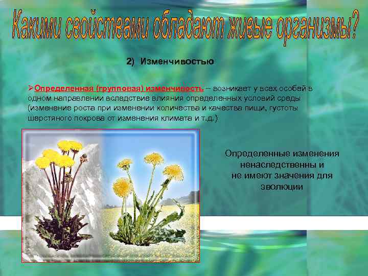 2) Изменчивостью ØОпределенная (групповая) изменчивость – возникает у всех особей в одном направлении вследствие