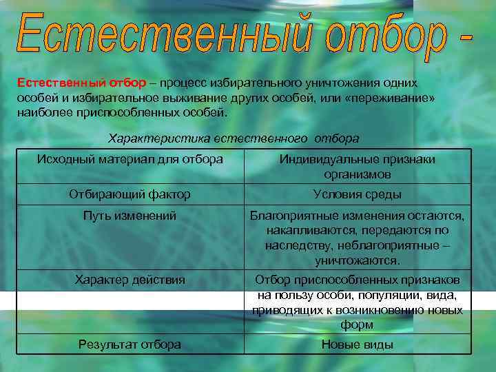 Естественный отбор – процесс избирательного уничтожения одних особей и избирательное выживание других особей, или