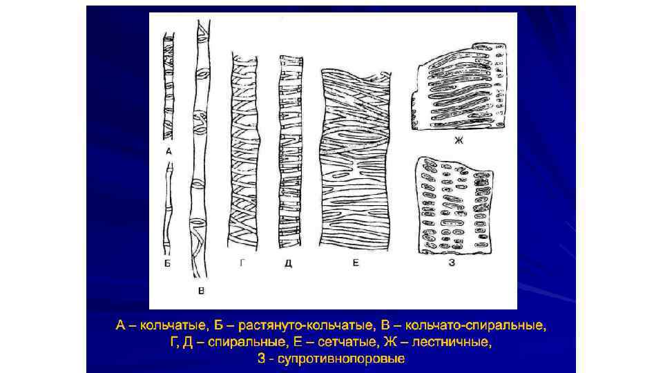 На рисунке изображена проводящая ткань