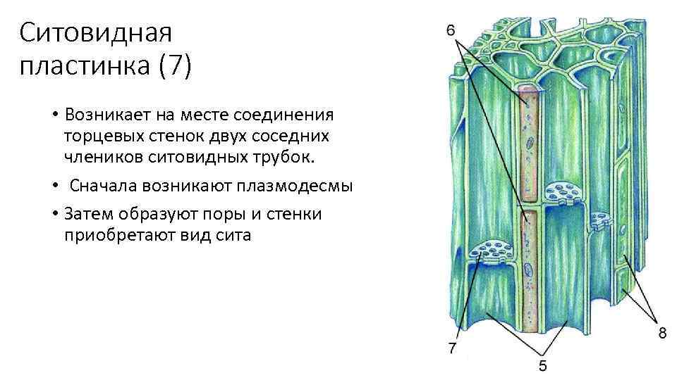 Где находятся ситовидные трубки