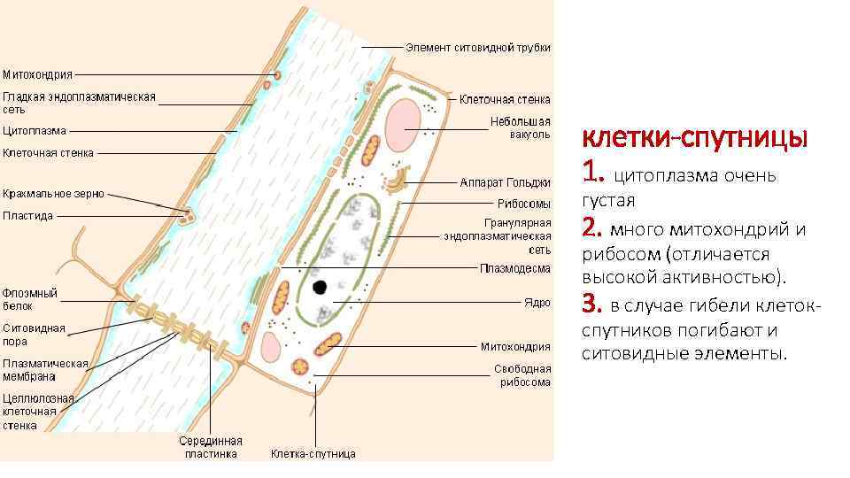 клетки-спутницы 1. цитоплазма очень густая 2. много митохондрий и рибосом (отличается высокой активностью). 3.