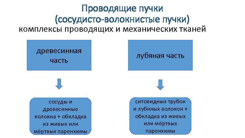 Проводящие пучки (сосудисто-волокнистые пучки) комплексы проводящих и механических тканей древесинная часть лубяная часть сосуды