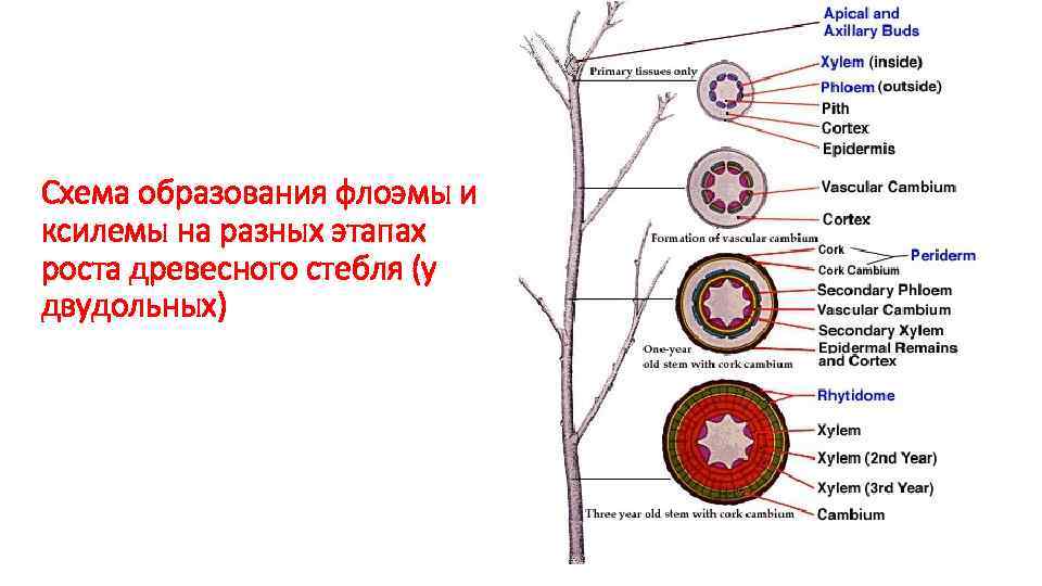 Схема образования флоэмы и ксилемы на разных этапах роста древесного стебля (у двудольных) 