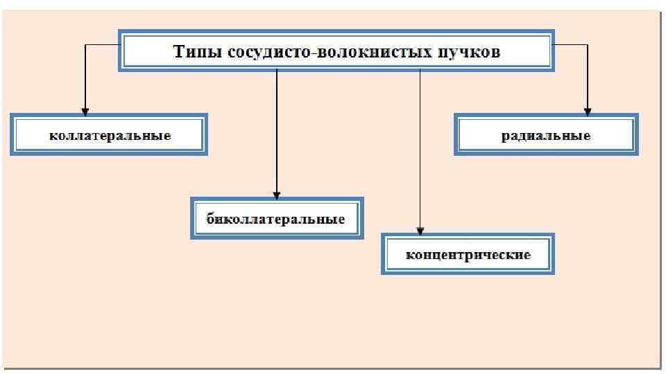 Пористый сосуд проводящего пучка