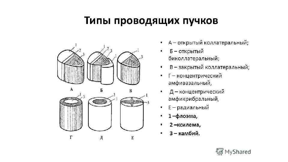 Пористый сосуд проводящего пучка