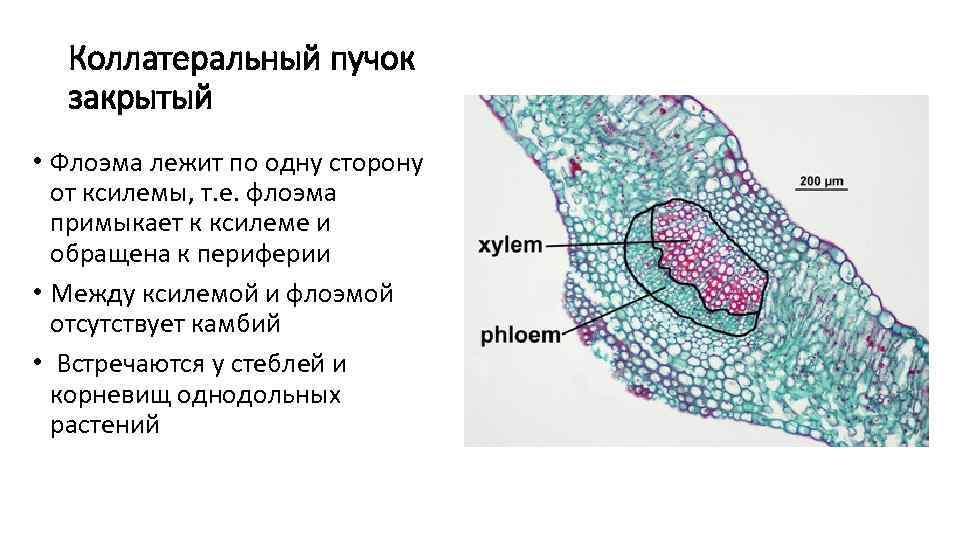 Коллатеральный пучок закрытый • Флоэма лежит по одну сторону от ксилемы, т. е. флоэма