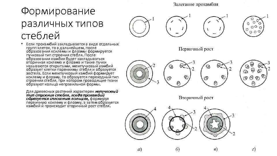 Формирование различных типов стеблей • Если прокамбий закладывается в виде отдельных групп клеток, то