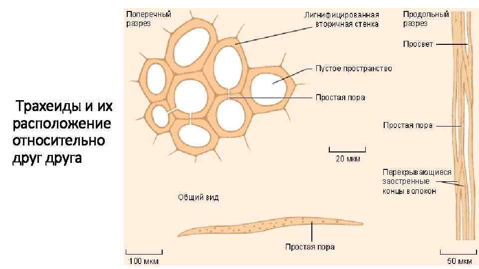  Трахеиды и их расположение относительно друга 